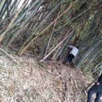 竹林の伐採